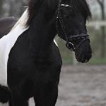 Ineke