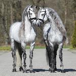 Topspeed Gorba<br /><i>Topspeed Kaspar & Topspeed Gorba</i>