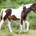 Far Hills Jet'adore