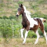 Far Hills Jet'adore