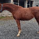 Harfica