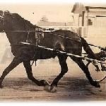 Bravad (Buster)