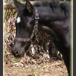 Far Hills Black Pearl