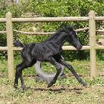 Far Hills Black Pearl