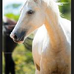 Far Hills JeT'aime