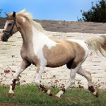 Far Hills JeT'aime