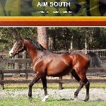 Aim South