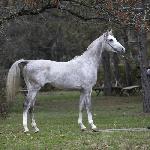 Gidon