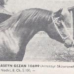 Raseyn Gezan