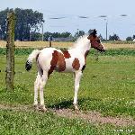 Bilinga Ter Linden