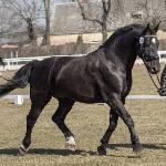 Ares II