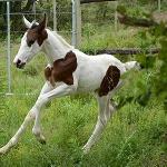 Far Hills Pintado Sapphire