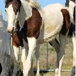 Far Hills Pintado Sapphire