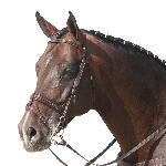 Captain<br /><i>https://www.sportowyczempionat.pl/pl/czempiony.html?start=10#galleryb9c5415868</i>