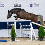 Emerald Silver<br />&copy; Oliwia Chmielewska<br /><i>https://eurobreeding.com/aes-stallion-grading-2022-galeria-uznanych-ogierow/</i>