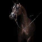 Zadorra Magic GT<br />&copy; Patrycja Makowska