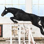 Extreme Boy IPO<br />&copy; Paula Bartkowiak Fotografia