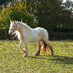 Unique Gypsy Horses Phoenix<br />&copy; Aslinn Stud