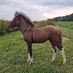 Zira-H (Hroby) - Zira w wieku 2,5 miesiąca<br />&copy; Iga Hołowieniec