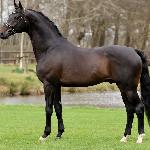 Turfhorst Total Diamond PS