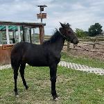 Fauna - 09/2022 lubelskie
