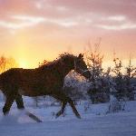Amity Tinky Bar - Grudzień 2023<br />&copy; Fotografia koni - Beata Gan