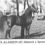 Ibn Alamein