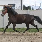 Harfida (GA)