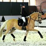 Hesselteich's Golden Dream / HET Golden Dream
