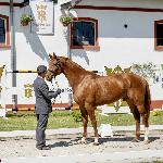 Czar Urano R<br />&copy; SK Racot