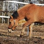 Czardasz - 28.02.2023<br />&copy; Natalia Urbaniak