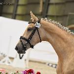 Zarilla-J - Dni Polskich Koni Sportowych - Dolnośląski Czempionat Użytkowy, Wrocław - Partynice, 14.06.2025<br />&copy; Katarzyna Broda (faraa)