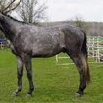 Piotrek