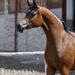 Elea-Velia