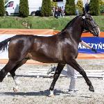 Recolet - Syriusz (CO)