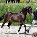 Recolet - Syriusz (CO)