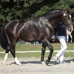 Recolet - Syriusz (CO)