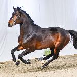 Con Corneto<br /><i>https://prohipo.pl/pl/Horses/Detail/1071</i>