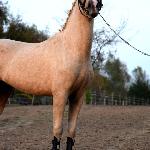 HSH Nobility