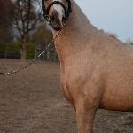 HSH Nobility