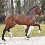 Morisson<br />&copy; Katarzyna Wiszowaty<br /><i>https://www.pzhk.pl/fotogaleria/rok-2022/kwalifikacja-mlodych-ogierow-szlachetnych/</i>