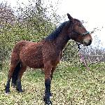 Loustic des Fees