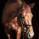 Amerigo<br />&copy; Sport Horse Premium