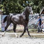 Bosman K (GA)