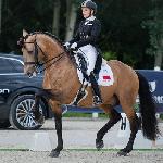 Guapo<br />&copy; Anna Przybył / dressage24.pl