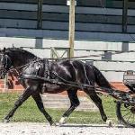Merox "Bakaria" (GI)