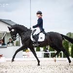 Mr. Despo ex. Douglas 255<br />&copy; Julia Świętochowska<br /><i>fb dressage24.pl</i>