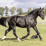 Bachur (ED/EI)