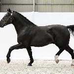 Bachur (ED/EI)