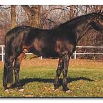 Cyril<br /><i>https://www.muller-equine.cz/reprodukce-koni-1/galerie-hrebcu/cyril.html</i>